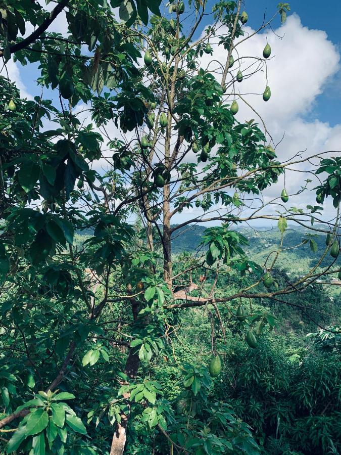 Camping Para Dos - A Escoger Segun Disponibilidad De Caseta O Cabana Caguas Zewnętrze zdjęcie